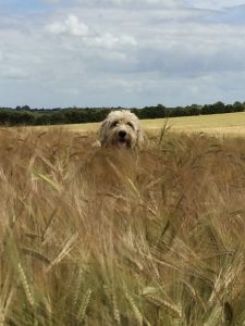 Dog in wheat field. Nature picture